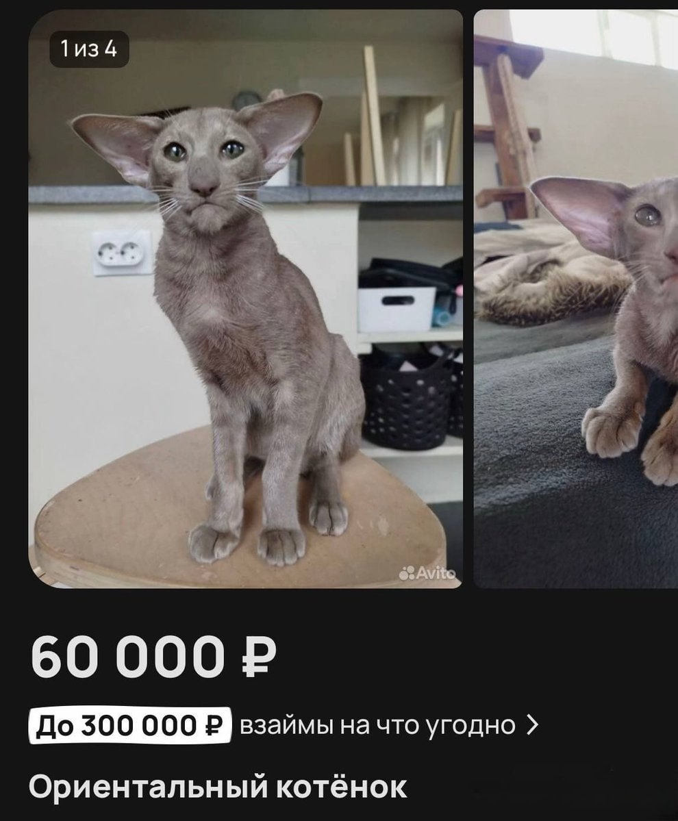 Рано или поздно хозяин попросит встать на табуретку и посмотреть в камеру — важно в этот самый момент держаться и не начать плакать